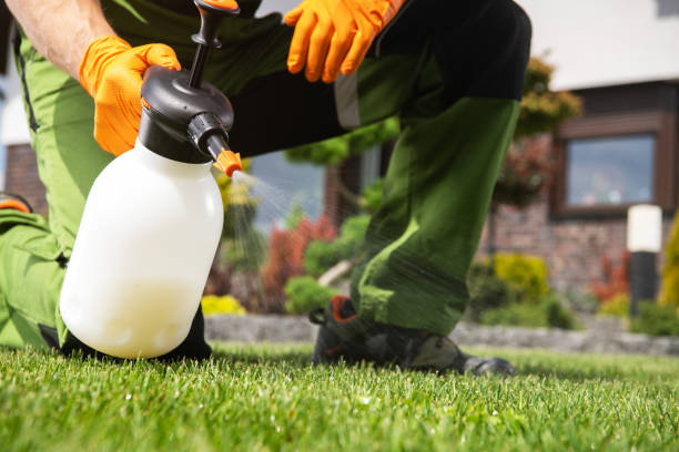 Best Pest Removal Services  in Rock Port, MO