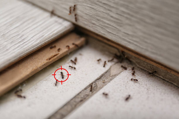 Best Termite Control Services  in Rock Port, MO