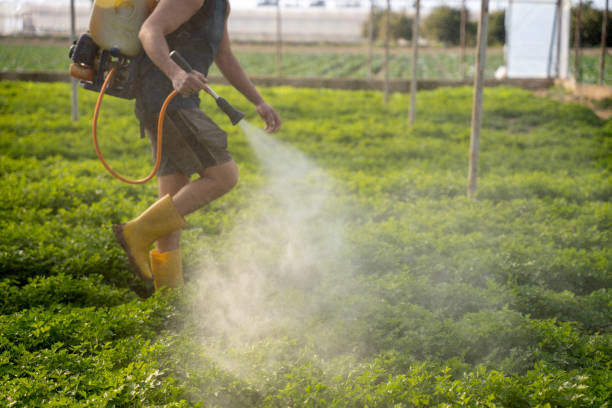 Best Pest Prevention Services  in Rock Port, MO