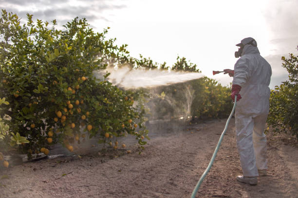 Best Emergency Pest Control  in Rock Port, MO