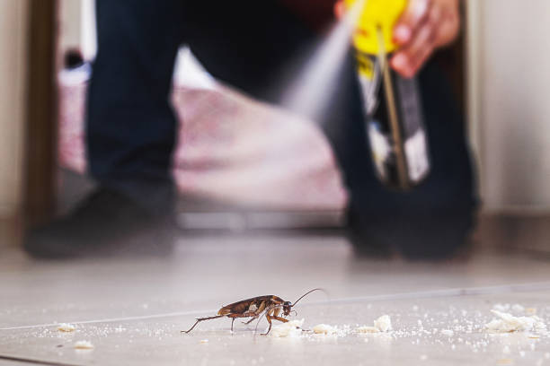 Best Best Pest Control Companies  in Rock Port, MO