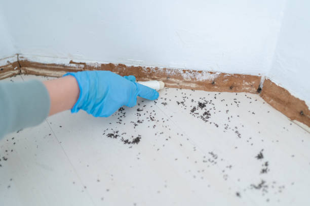 Best Insect Control  in Rock Port, MO