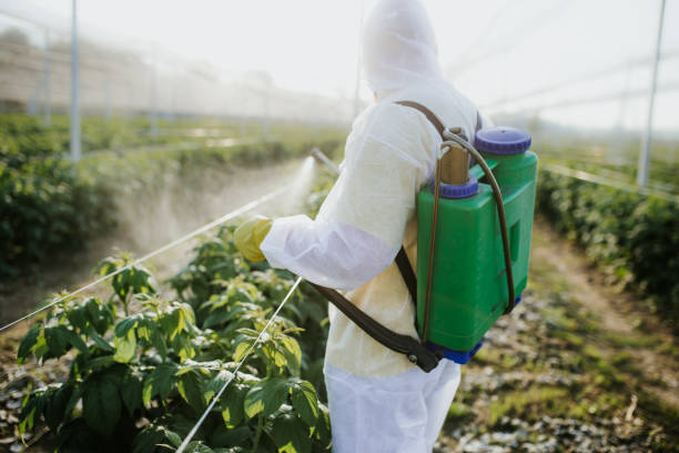 Best Ant Control Services  in Rock Port, MO
